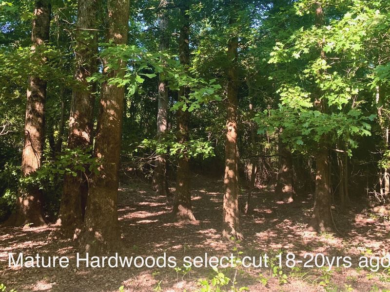 365 Acres in Hardeman County, TN : Hebron : Hardeman County : Tennessee