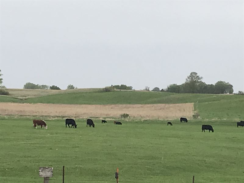 Cattle Farm, Pasture and Cropland : Ruthven : Palo Alto County : Iowa