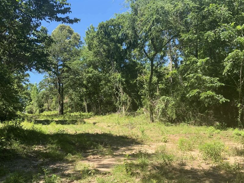 Hunting Bargain Loaded with Deer : Centerville : Leon County : Texas