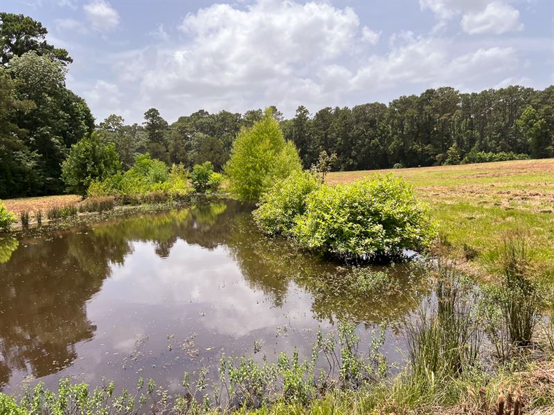 104 Acres FM 1375 : New Waverly : Walker County : Texas