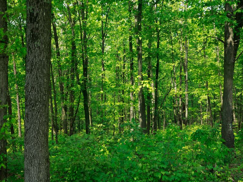 Camp Dix Tract : Beattyville : Lee County : Kentucky