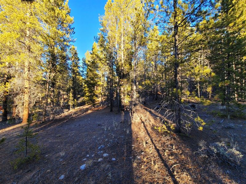 Hikers Dream, Tall Trees, Water : Twin Lakes : Lake County : Colorado
