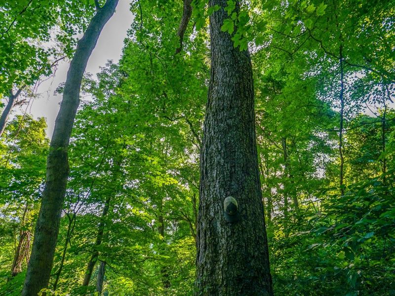 TR 156, 65 Acres, Jefferson Count : Rayland : Jefferson County : Ohio
