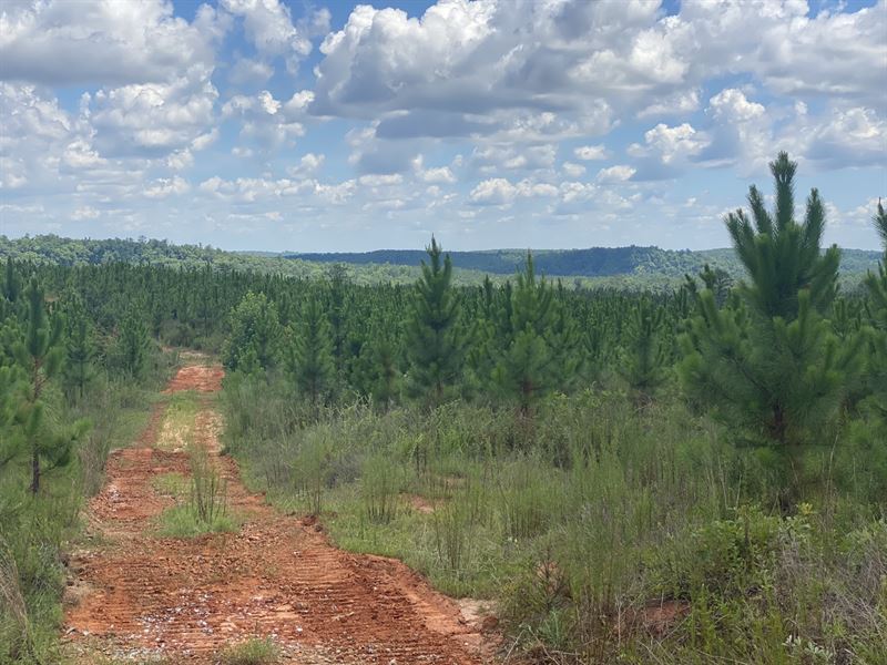 Perfect Wooded Country Homesite : Fort Gaines : Clay County : Georgia
