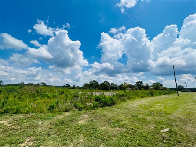 16 Acres Of Fresh Cutover : Tylertown : Walthall County : Mississippi