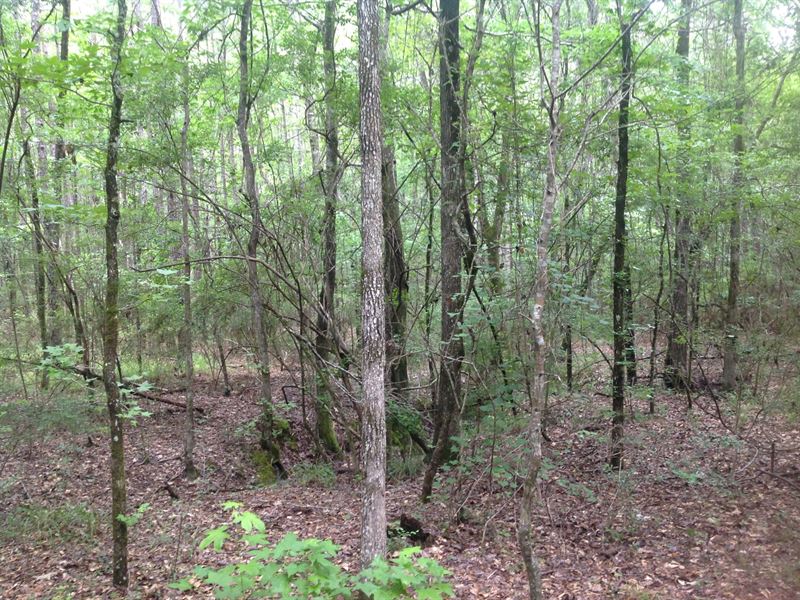 Turkey Trail Lot : Wetumpka : Elmore County : Alabama