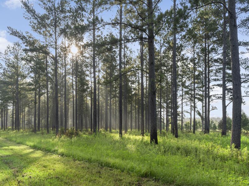 297 Ac Timber & Pasture Leon Co FL : Tallahassee : Leon County : Florida