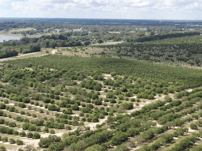 Valencia Hill 136 Single Family Lot : Lake Wales : Polk County : Florida