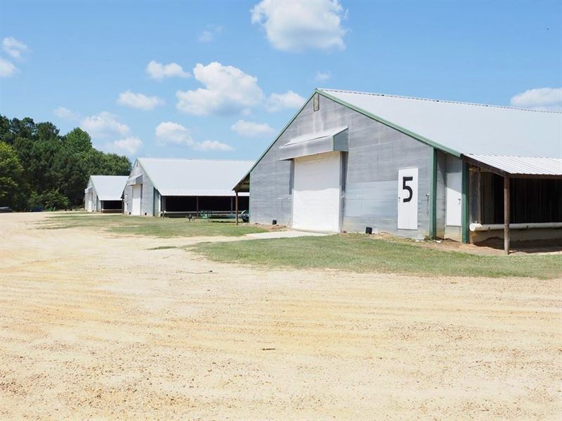 Nice Turnkey 6 House Poultry Farm 2 : Richton : Perry County : Mississippi