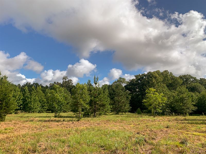 19 Acres, 977 Tafelski Rd : New Waverly : Walker County : Texas