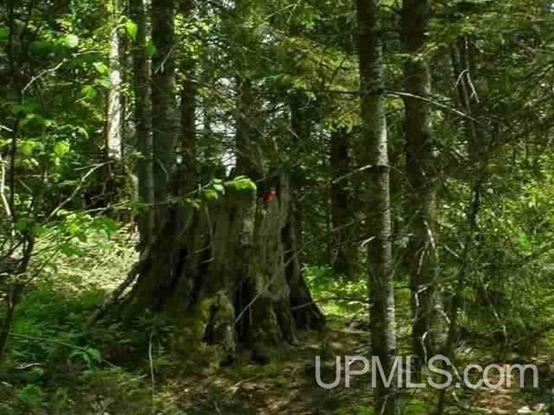 40 Acre Wooded Parcel : Michigamme : Baraga County : Michigan