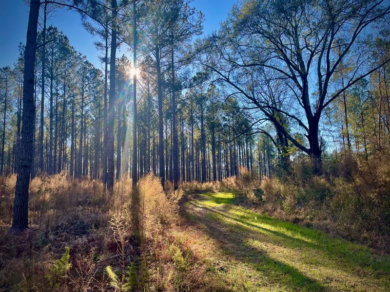 Furman Tract : Hampton : Hampton County : South Carolina