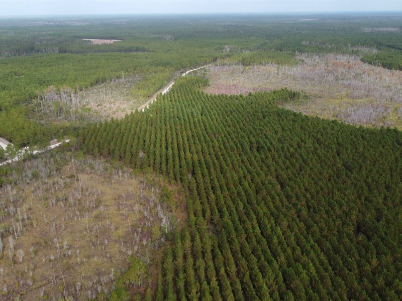 Smith South Tract : Millwood : Ware County : Georgia