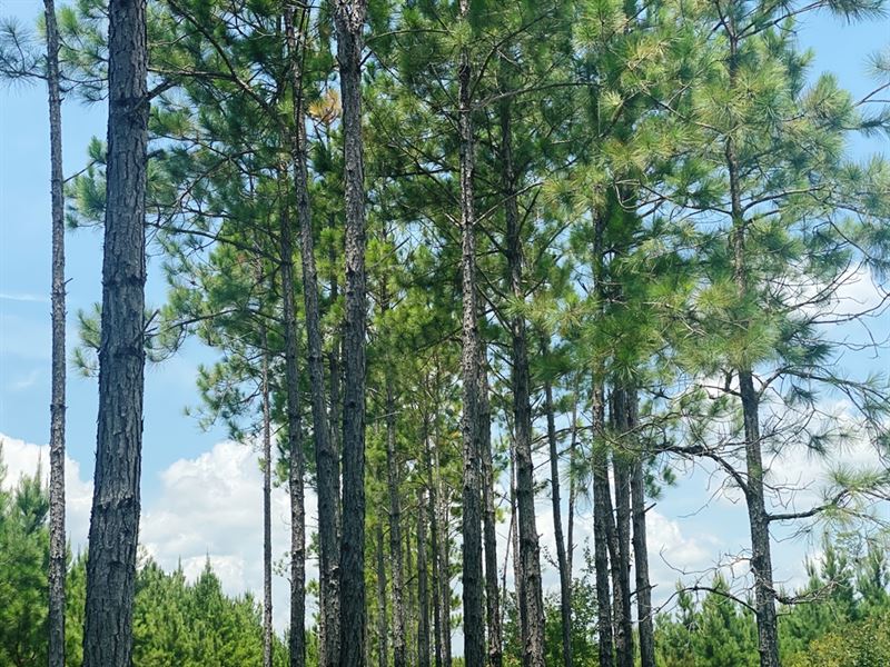 Smith Northwest Tract : Millwood : Ware County : Georgia