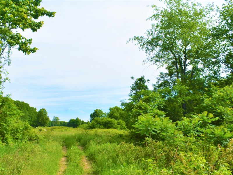 Beautiful Level Building Site : New Baltimore : Greene County : New York