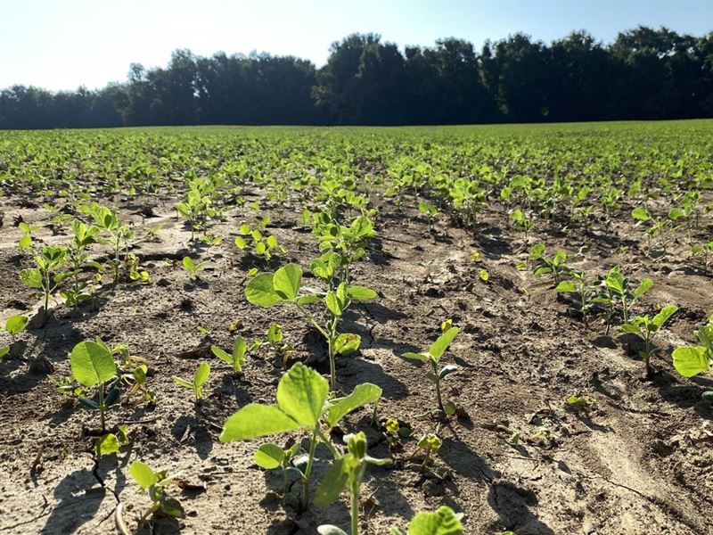 Big Creek Farm, West 55 : Poplar Grove : Phillips County : Arkansas