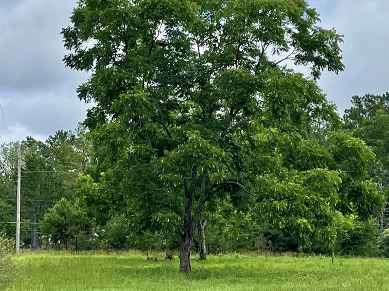 7 Acres on Hwy. 239, Clayton, AL : Clayton : Barbour County : Alabama