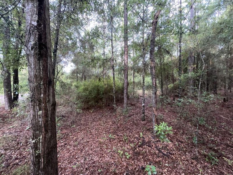 Gilchrist Wooded Lot : Bell : Gilchrist County : Florida