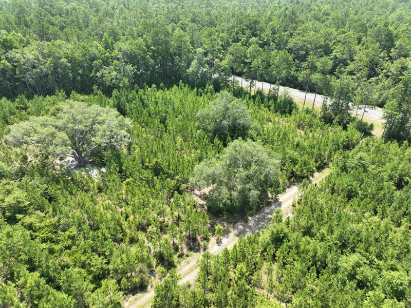 Land With Mature Oaks For Sale : White Oak : Camden County : Georgia