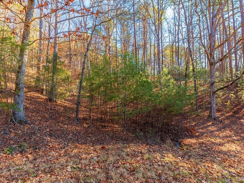 Neighborhood Feel in The Mtns : Young Harris : Towns County : Georgia