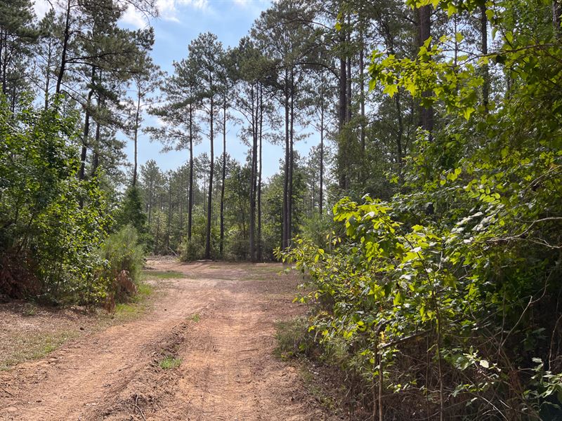 107 Acres, CR 2150 : Woodville : Tyler County : Texas