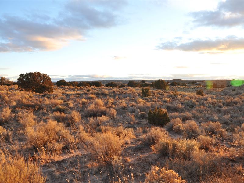 2 Acre Homestead in Apache County : Sanders : Apache County : Arizona