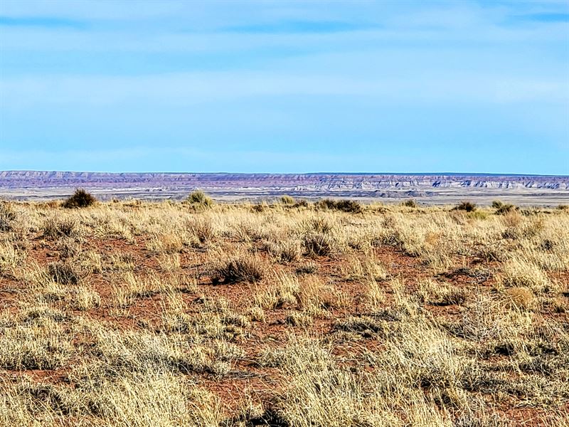 Walk to The Petrified Forest : Holbrook : Apache County : Arizona