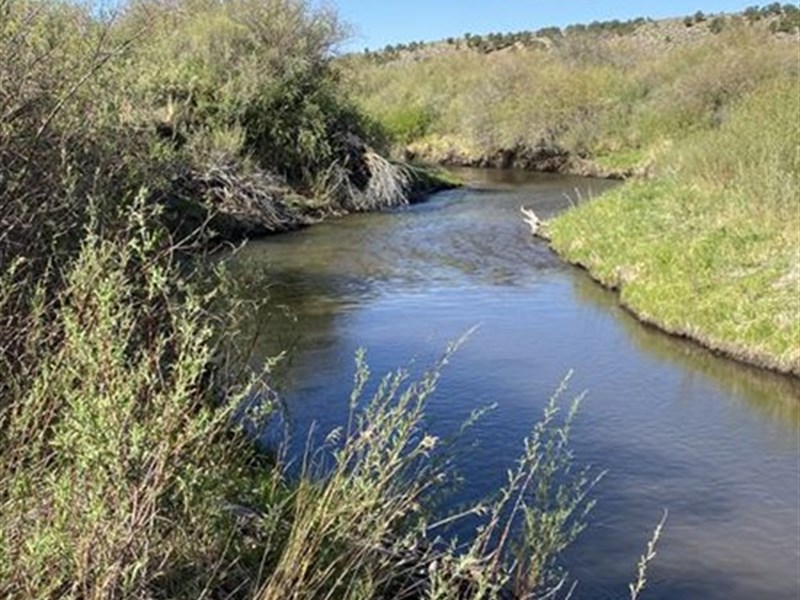 Rare Grass and Creek Water : Fort Garland : Costilla County : Colorado