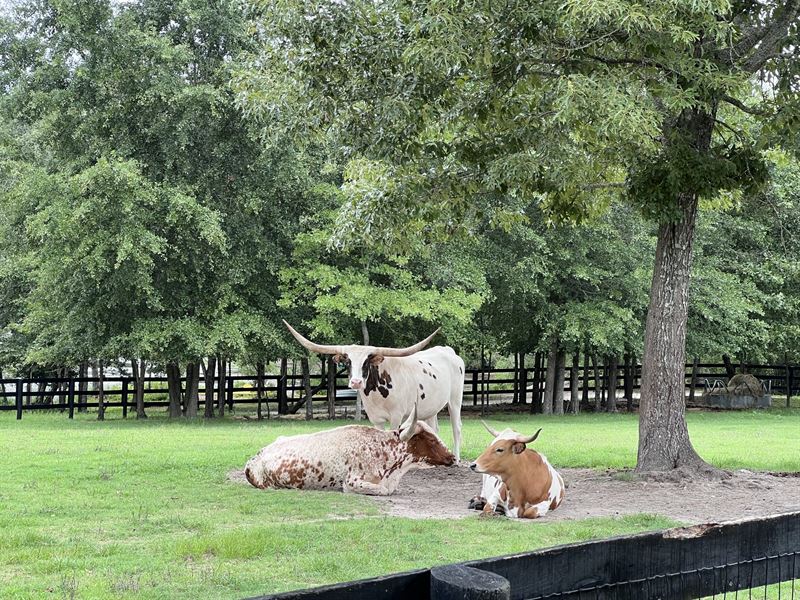 November Long Horn Cattle Ranch : Monetta : Aiken County : South Carolina