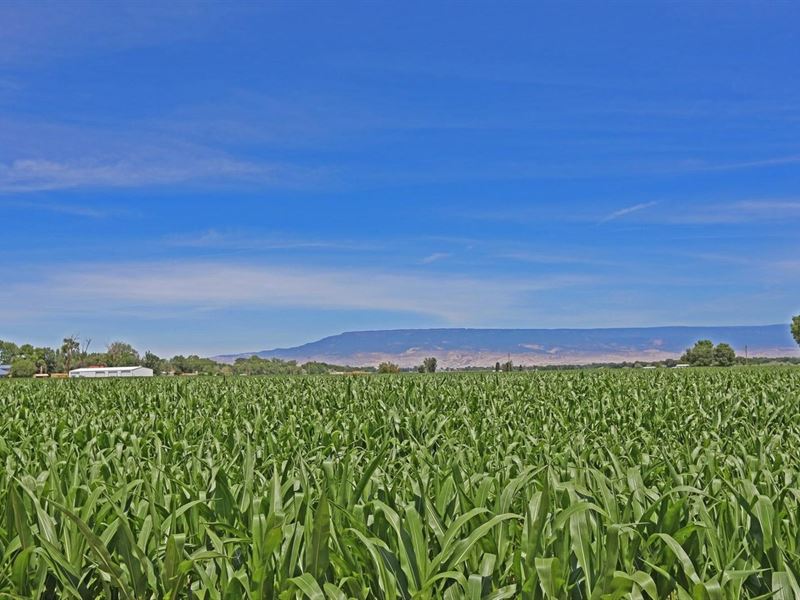 Nelson Farm : Olathe : Montrose County : Colorado