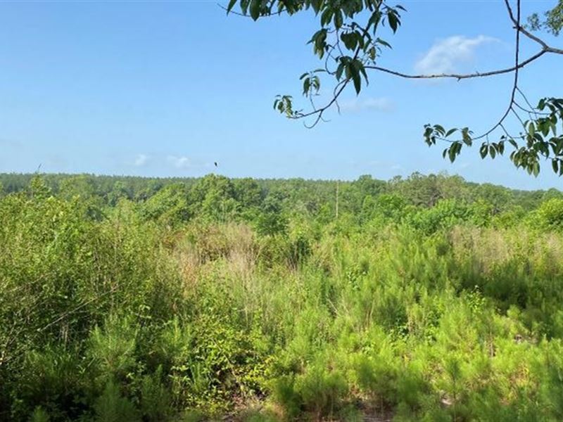 80 Acres in Jasper County in Pauldi : Paulding : Jasper County : Mississippi