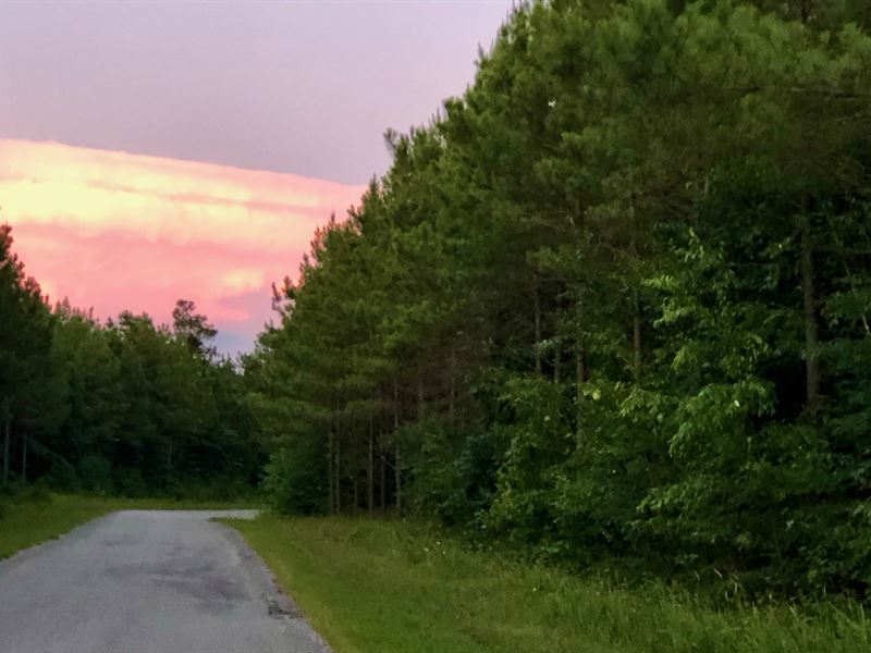 Horse Pond Tract 28 : Hohenwald : Perry County : Tennessee