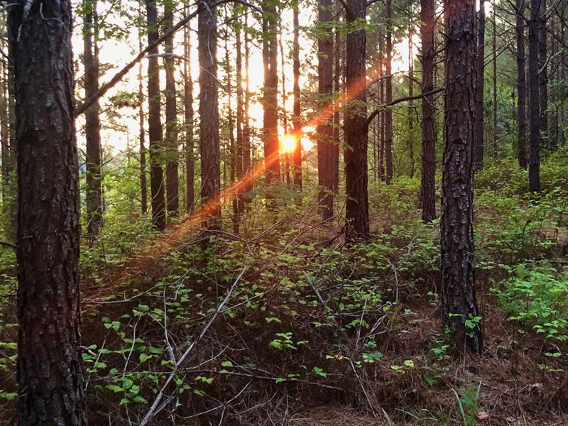 Horse Pond Tract 19 : Hohenwald : Perry County : Tennessee
