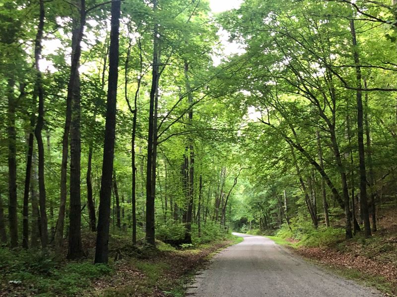 Horse Pond Tract 17 : Hohenwald : Perry County : Tennessee