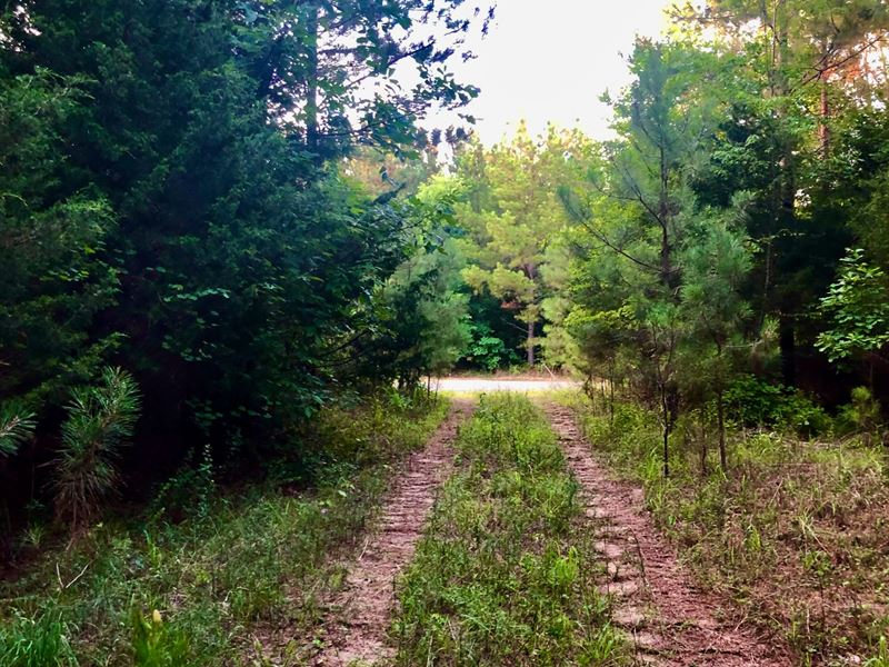Horse Pond Tract 16 : Hohenwald : Perry County : Tennessee