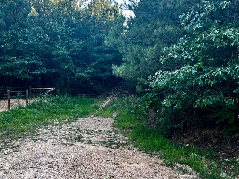 Horse Pond Tract 2 : Hohenwald : Perry County : Tennessee
