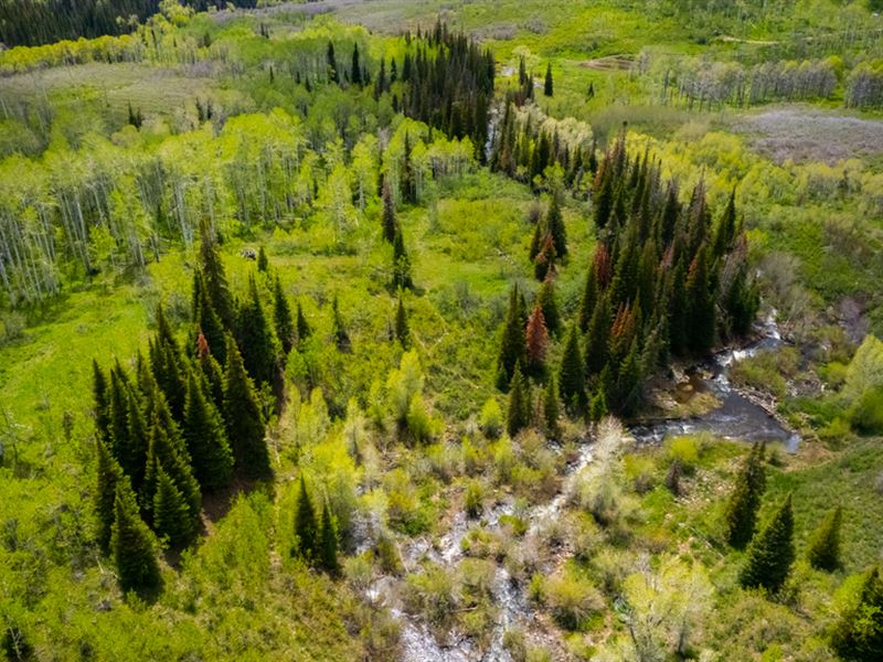 Aspen Ranch : Hayden : Routt County : Colorado