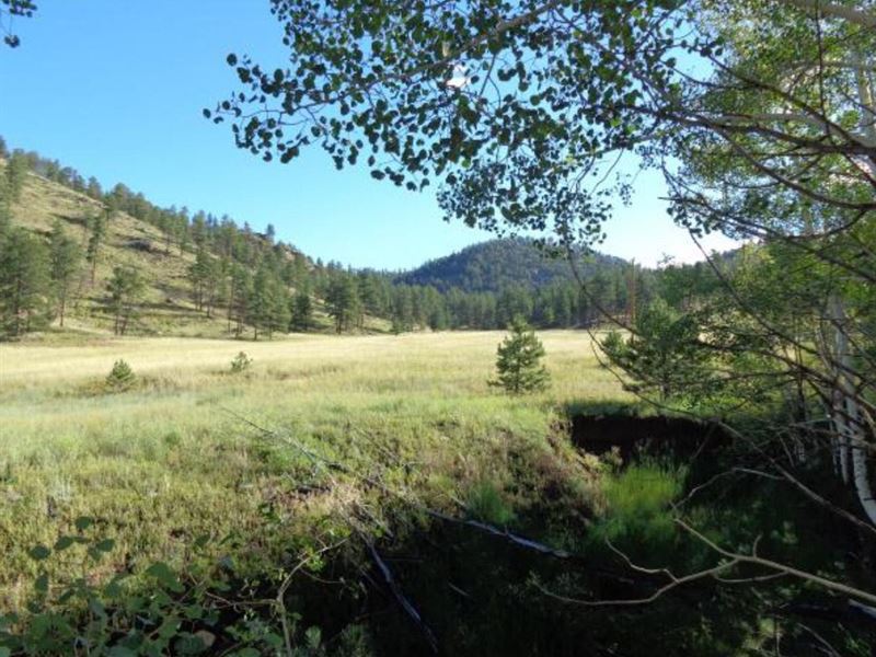 Trail Creek Rd : Lake George : Teller County : Colorado