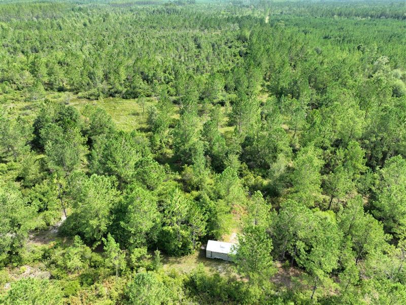 48.66 Ac Land for Sale in Camden Co : Waverly : Camden County : Georgia