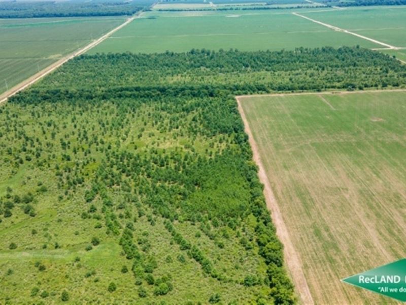 160 Ac, Cleared For Crop Land : Oak Ridge : Morehouse Parish : Louisiana