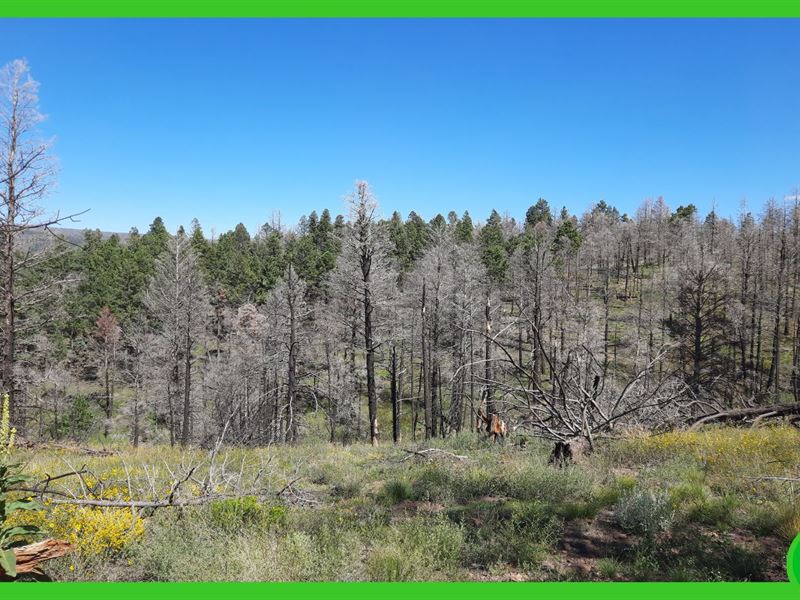 1.75 Acres in Costilla County, CO : Fort Garland : Costilla County : Colorado