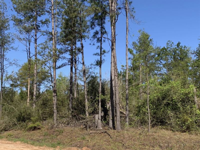 1.61 Acre Lot in Alford, Florida : Alford : Jackson County : Florida
