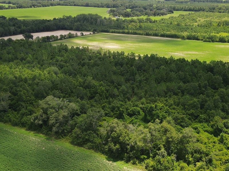 Beautiful Hunting Land : Cottondale : Jackson County : Florida