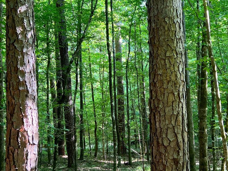 The Koenton Bashi Timber & Hunting : Millry : Washington County : Alabama