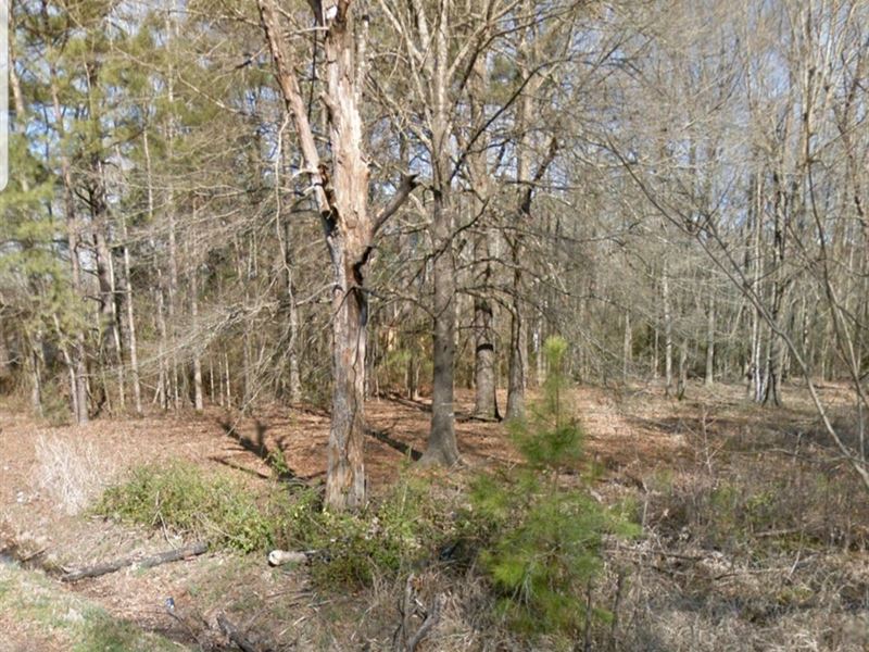 Beautiful Forest Lot in The City : Pine Bluff : Jefferson County : Arkansas