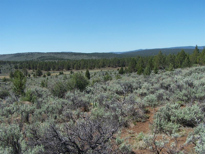 Easy Access, Awesome Views, Trees : Madeline : Lassen County : California