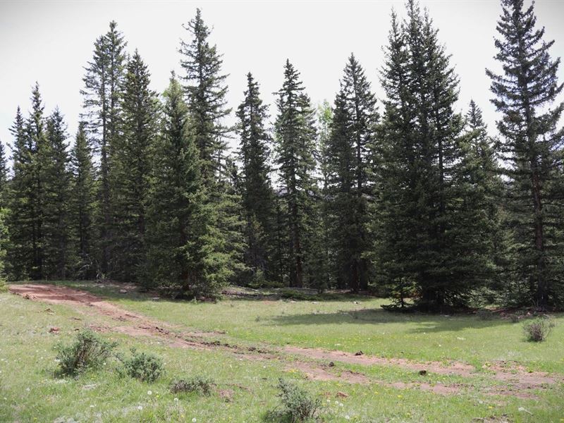 Gold Camp Paradise : Victor : Teller County : Colorado