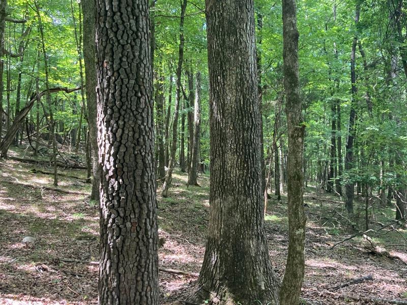 114.5 Acres in Madison Co, AL : Gurley : Autauga County : Alabama