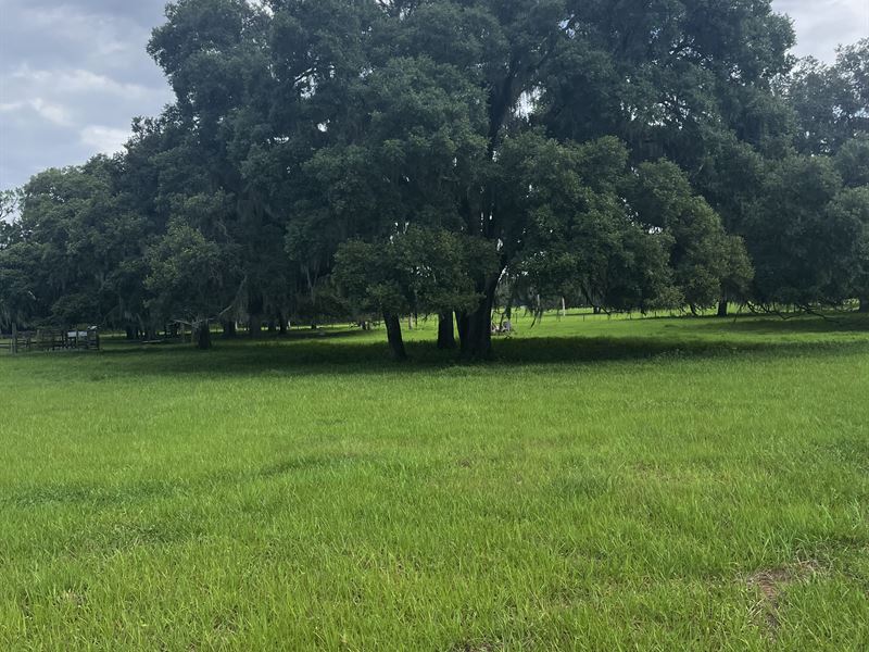 Build a Family Compound on 40 Acres : Brooksville : Hernando County : Florida