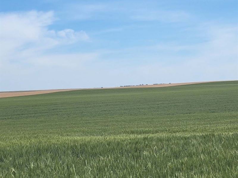 Productive Eastern CO Farmland : Seibert : Kit Carson County : Colorado